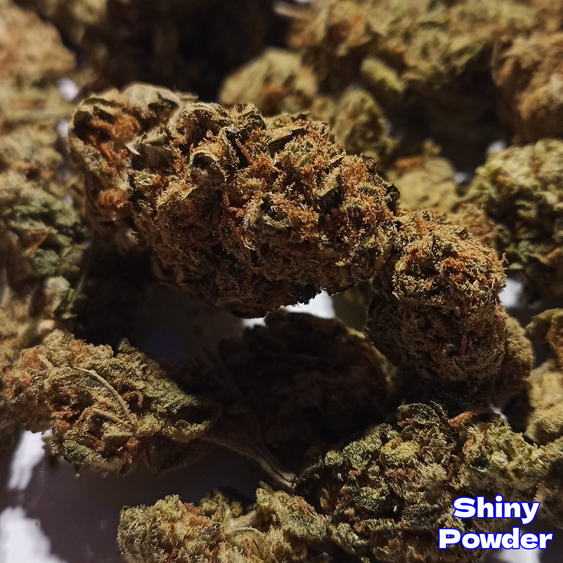 Amnesia Haze – Premium Sativa Strain – 22% THC